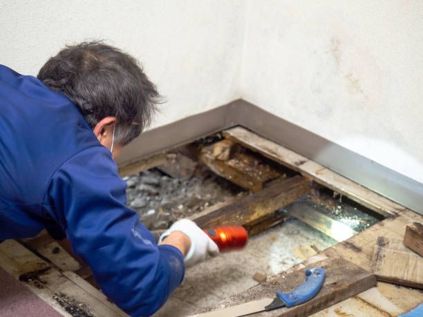 Best Best Mold Removal Companies  in Shelby, MI