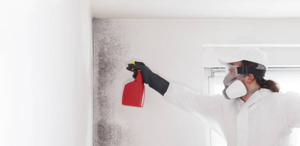 Certified Mold Removal in Shelby, MI