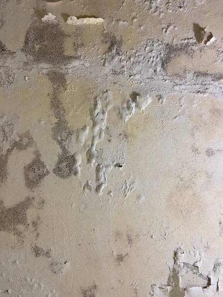 Best Mold Removal Near Me  in Shelby, MI