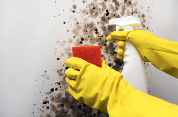 Best Local Mold Removal Service  in Shelby, MI