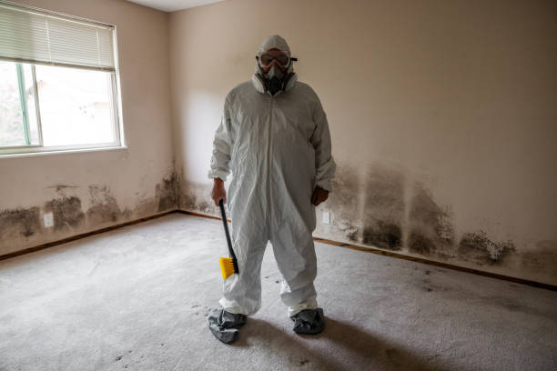 Mold Testing and Removal in Shelby, MI